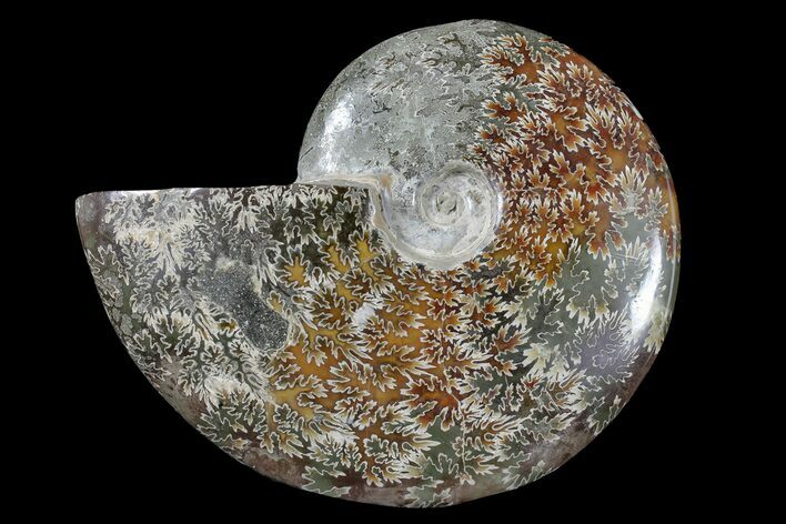 Bargain, Polished Ammonite (Cleoniceras) Fossil - Madagascar #166374